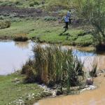 gaziantep-teki-cayda-toplu-balik-olumleri