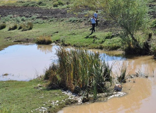 gaziantep-teki-cayda-toplu-balik-olumleri