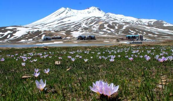 Erciyes Dağı’nda bahar çicekleri açtı