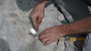 9-milyon-yillik-fosiller-gun-yuzune-cikariliyor