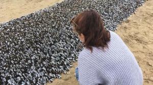 gizemli-yaratiklar-sahile-vurdu