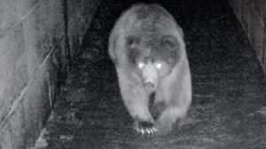 ayilar-alt-gecit-kullanmayi-ogrendi