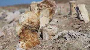 coban-bulup-haber-verdi-tam-6-milyon-yillik