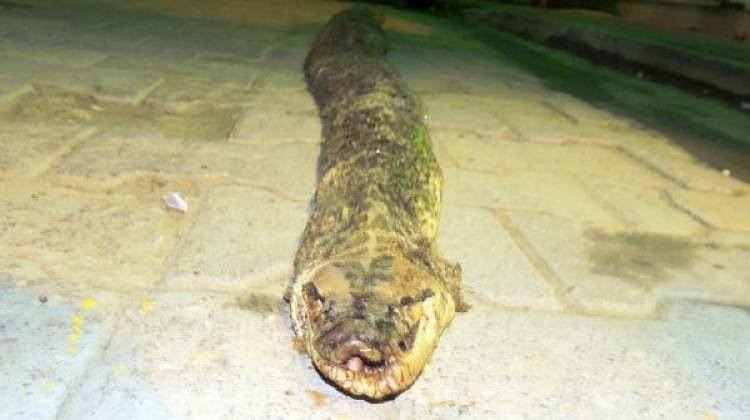 Tekirdağ'da bulundu! Tam 3 metre 20 santim