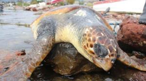 Bodrum'da sahile vurdu! Görenler şaşkına döndü