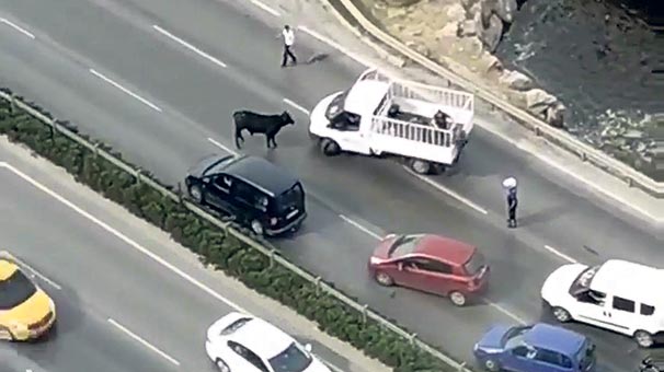 Bir dana koca limanı karıştırdı