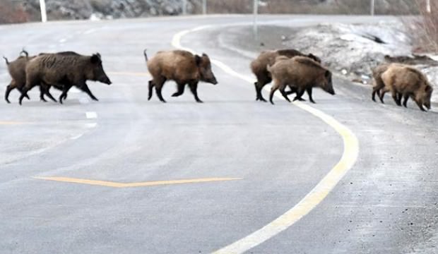 Bodrum'da korkutan manzara...