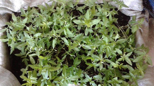 Evinde yetiştiriyormuş!