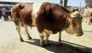 1 tonluk 'Gladyatör' satıldı!