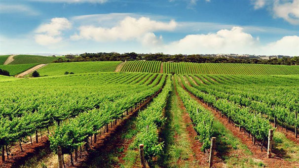 Tarım Kredi'den üretici için