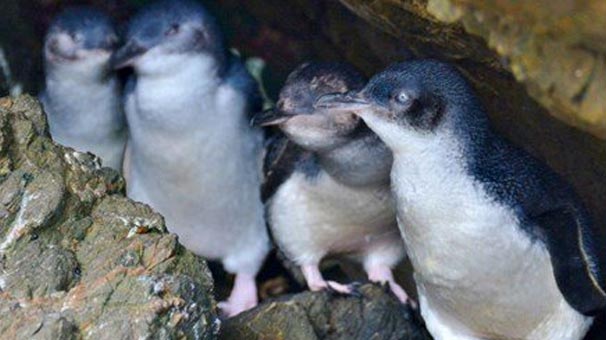 Tazmanya'da 58 penguen ölüsü bulundu