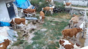 Tokat'ta 120 bin TL'lik soygun!