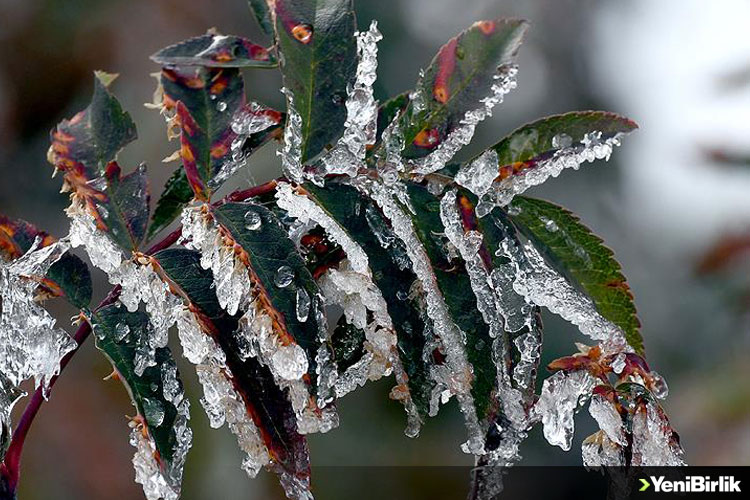 IMG_997089-77A745-2F647B-EFFD8A-C07D0E-E3E7B8