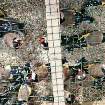 25154ad28da393834580b854ca112de4