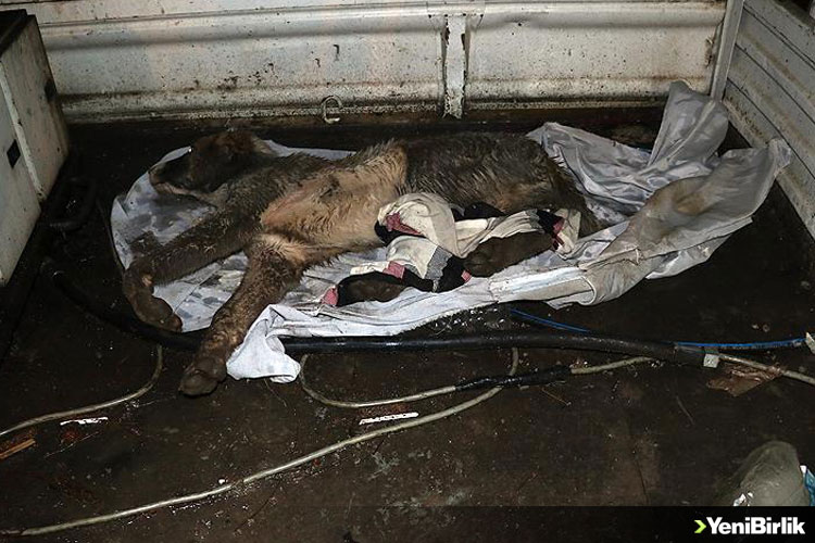 IMG_0FC144-1004DF-C50EBD-661902-9F41F6-CE6CC0