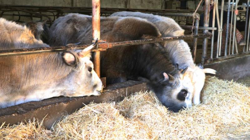 Klon sığırda ikinci kuşak başarısı