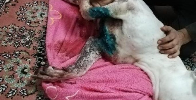 Köpeğe satırla saldırdılar