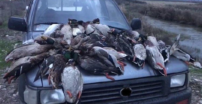 'Kuş Cenneti'ndeki ördek katliamına 22 bin lira ceza