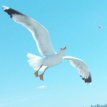 KENDİ OBJEKTİFİMDEN