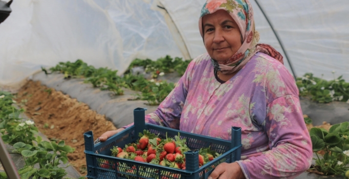 Çilek işçileri yevmiyeden dertli