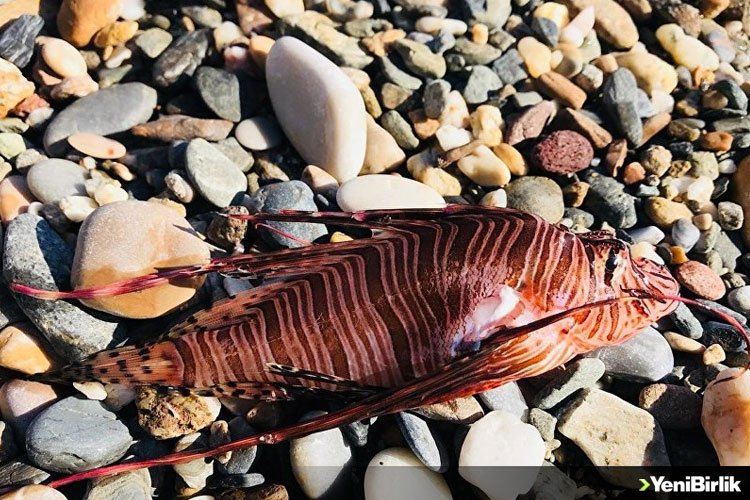 Gökova Körfezi'nde Kırmızı Alarm!