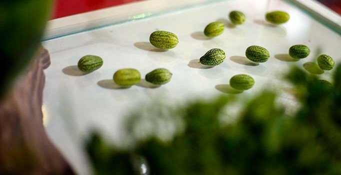 Gören zeytin sanıyor, paketi 10 TL'den satılıyor