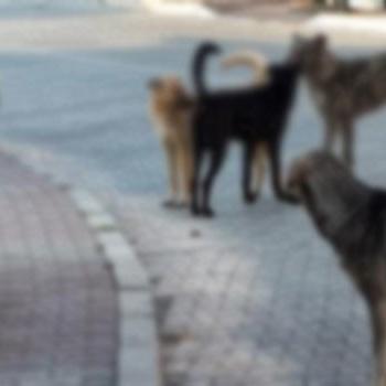 Kayseri'de sokak köpekleri liselilere saldırdı!