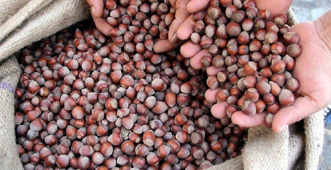 Fındığın fiyatı 14 lirayı gördü