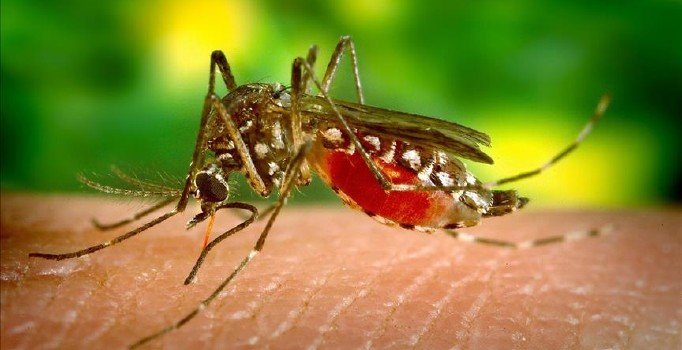 Endonezya'da dang humması 100'den fazla kişiyi öldürdü