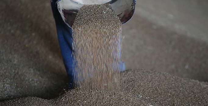 Bakanlık açıkladı: Buğday üretimi ihtiyacı karşılıyor