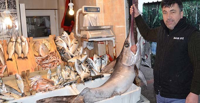 Kılıç balığı koyun fiyatına satıldı