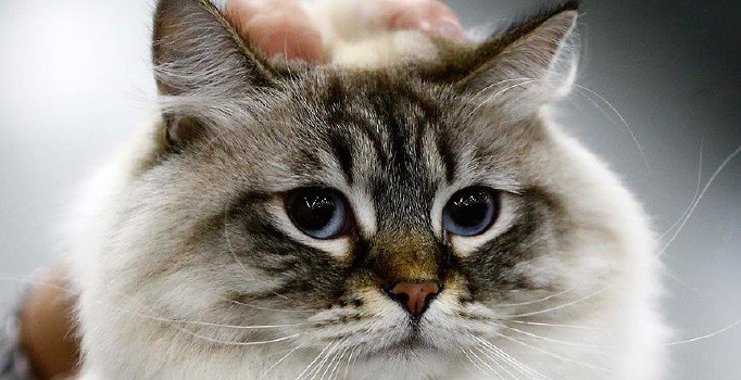 İnternet dolandırıcılarının yeni hedefi hayvanseverler