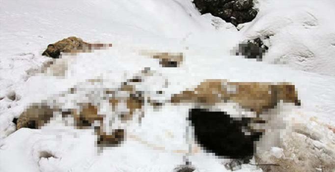 Bir vahşet de Konya'dan