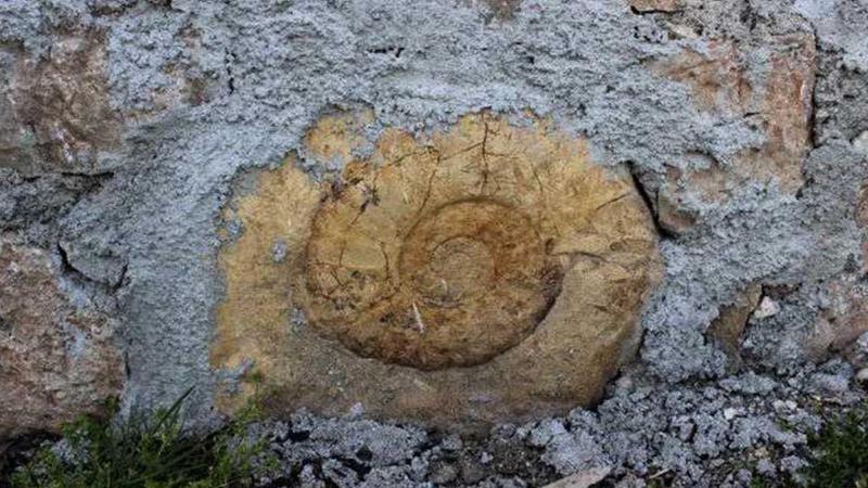 Evin duvarında 65 milyon yıllık dev salyangoz fosili