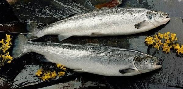 Balığa limon sıkmayın!