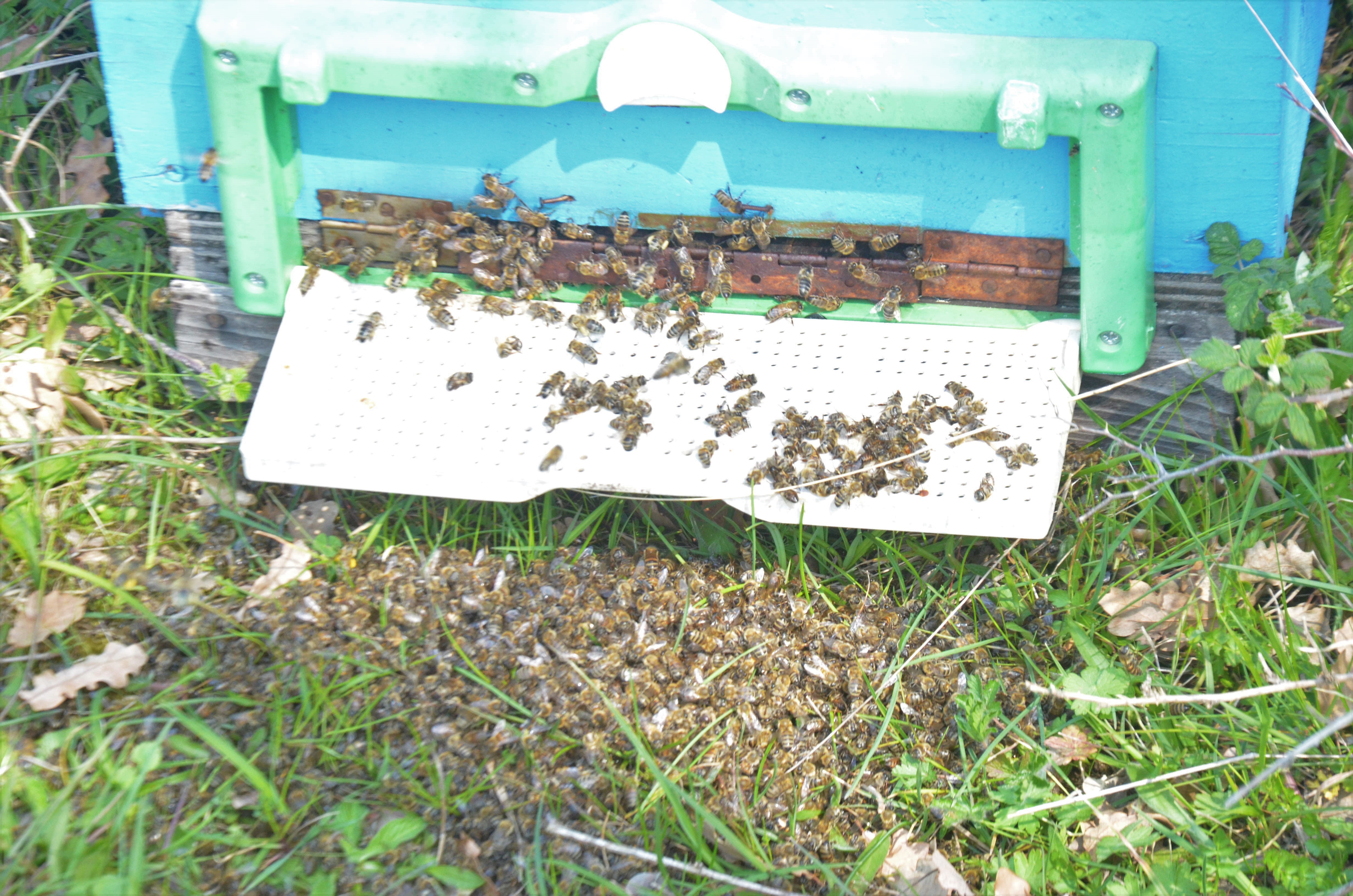 (ÖZEL HABER) BURSA'DA TOPLU ARI ÖLÜMLERİ KORKUTTU 250 KOVAN ARIDAN GERİYE 140 KOVAN KALDI ZEHİRLİ TARIM İLAÇLARI YÜZÜNDEN ARILARI TELEF OLAN VATANDAŞ BAKANLIKTAN YARDIM BEKLİYOR