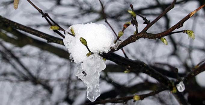 Fındık üreticilerine zirai don uyarısı