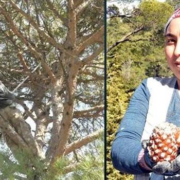 40 metre yüksekten çıkıyor, kilosu altınlar yarışıyor