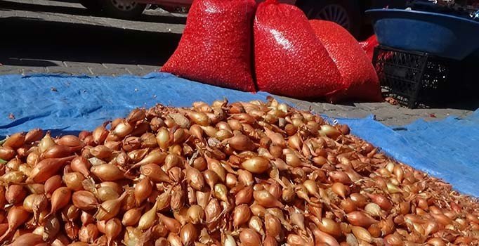 Tohumluk soğan fiyatları el yakıyor