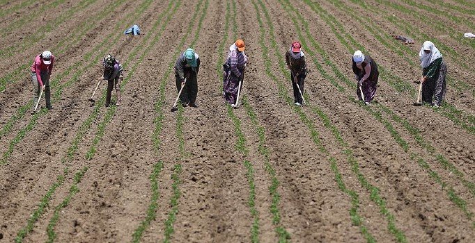 2018'de tarım işçisinin günlük ücreti 74 lira oldu