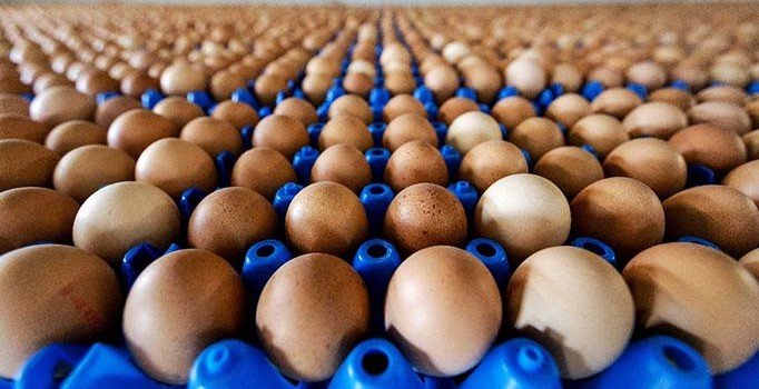 Tavuk yumurtası üretimi arttı