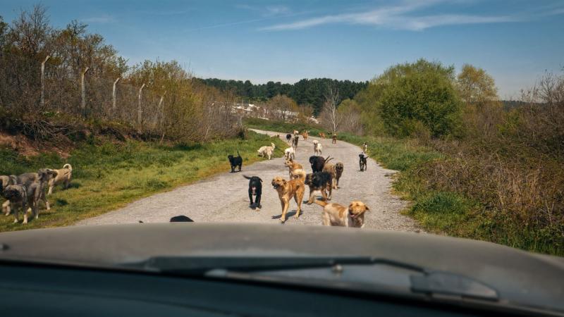 'Köpek Filmi' festival yolculuğuna 38. İstanbul Film Festivali'nde başlıyor