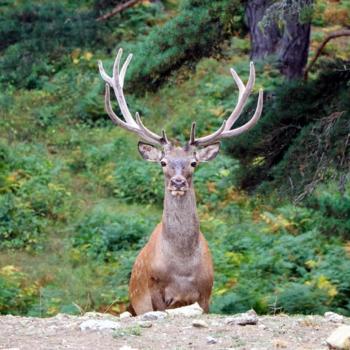 75 KIZIL GEYİK DOĞAYA SALINDI