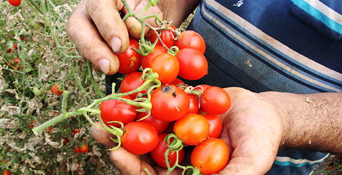 Konya ovasında 5 bin 600 domates fidesi toprağa dikildi