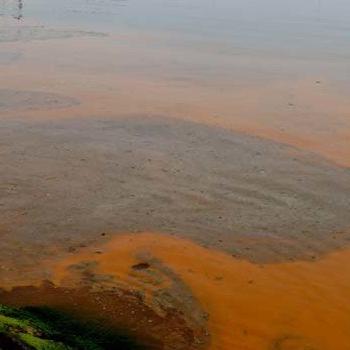 Marmara Denizi'ndeki plankton kaynaklı turunculuk