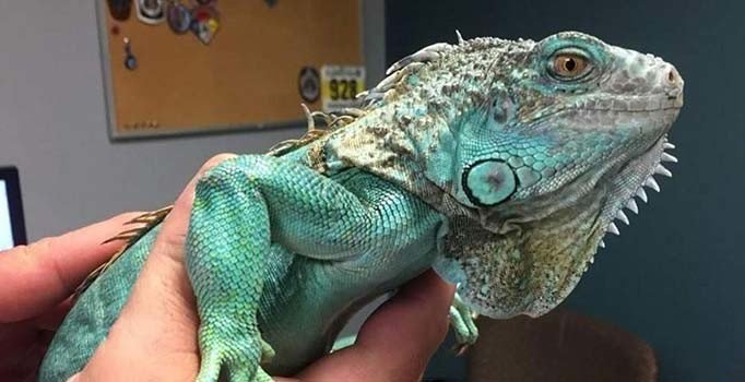 Restoran müdürüne iguana fırlattı