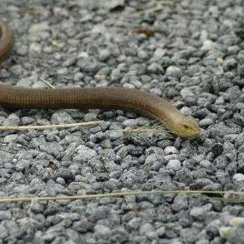 Aydın ve İzmir için 'kör yılan' uyarısı: Sakın öldürmeyin
