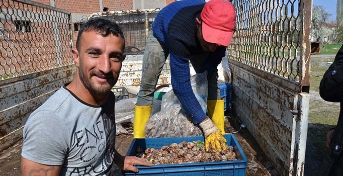 Sezon açıldı günde 5 ton topluyorlar