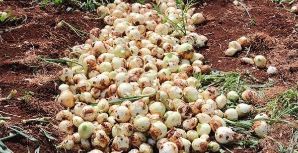 Soğan tarlada 1 buçuk lira, pazarda 8 lira