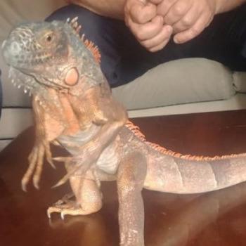 Caminin deposundan 82 santim uzunluğunda iguana çıktı